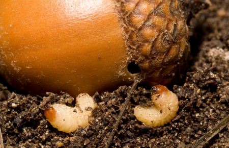 Weevil larvae freshly emerged from an acornの写真素材