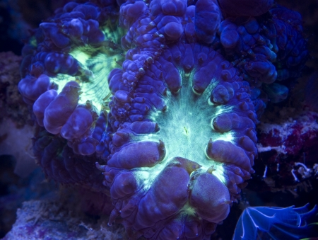 This is a colony of Blastomussaの写真素材