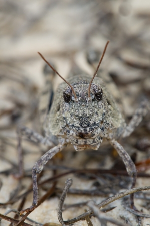 This is the face of an orange winged grasshopperの写真素材