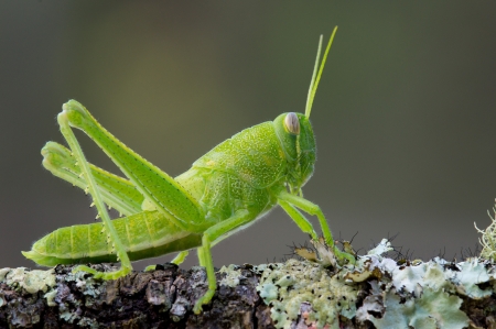 This is a bright green grasshopper nymph sitting on a lichen covered branchの写真素材
