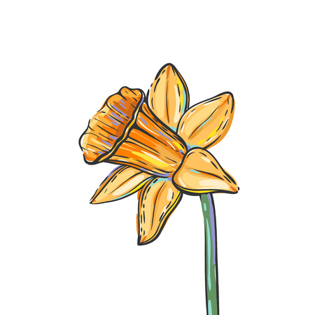 Vector illustration with daffodil isolated on white. Free hand vector colorful sketch of daffodil flower.のイラスト素材