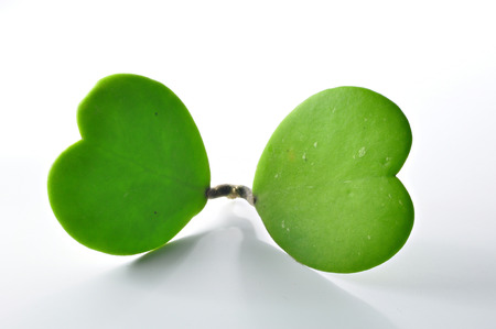 2 Heart shaped green plant の写真素材