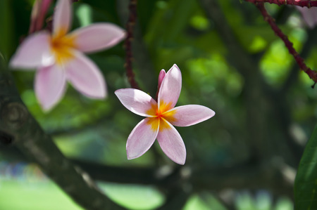 frangipani flowersの写真素材