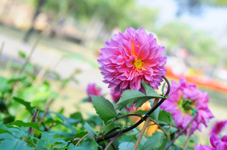 pink dahlia flower in the garden の写真素材