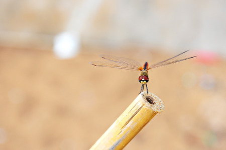 dragonfly Catch on bamboo 