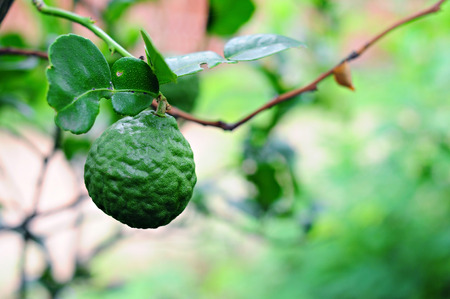 bergamot fresh hanging on tree