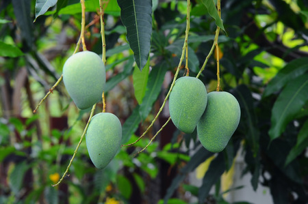 Green mangoes hanging from the tree in garden