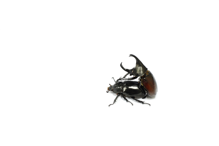 Rhinoceros beetle on white backgroundの写真素材