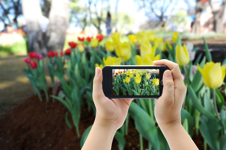 Yellow tulips flower on mobile smart phoneの写真素材