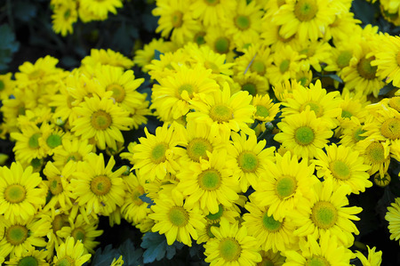 Yellow flower in gardenの写真素材