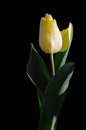 yellow tulip on black background  (Style Still Life)の写真素材