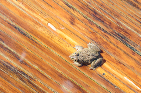 green live frogの写真素材