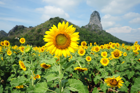 View Point, Khao Jeen Lae Sunflower Feild at Lopburi province, Thailandの写真素材