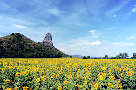 View Point, Khao Jeen Lae Sunflower Feild at Lopburi province, Thailandの写真素材