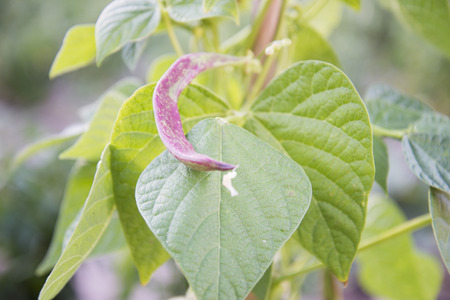 Green Bean on the Bush in a Garden of Spainの写真素材