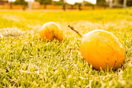 Yellow fruit fallen on the ground in sunny day.の写真素材