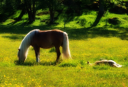A summer meadow    の写真素材