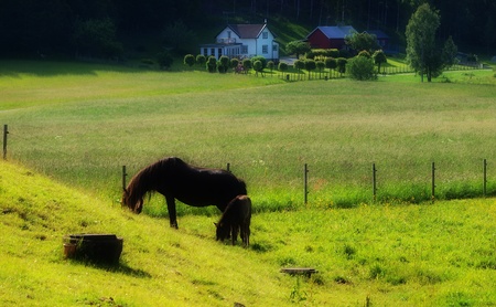 Horses    の写真素材