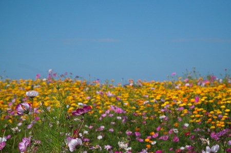 Flower sea of ??Qinghai Lakeの写真素材