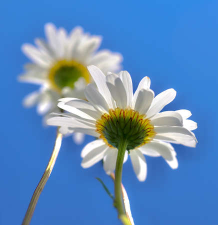 Unusual perspective macro shot of white daisy flower, taken from underneath flower looking upward towards the clear blue sky の写真素材