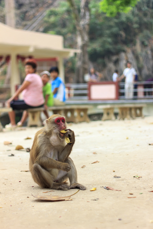 Monkey is eating snack and sitting on the ground in the afternooの写真素材