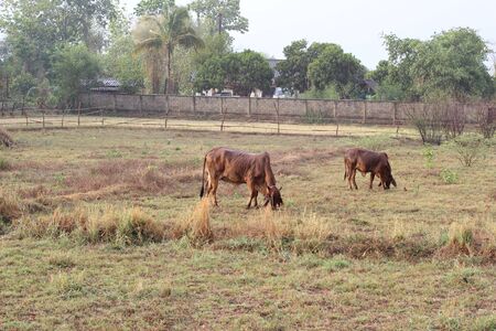 cow are eating grass in the field while raining fallの写真素材
