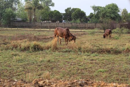 cow are eating grass in the field while raining fallの写真素材