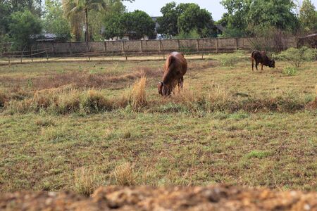 cow are eating grass in the field while raining fallの写真素材