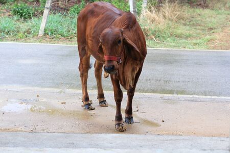 brown cow on the road in Thailandの写真素材