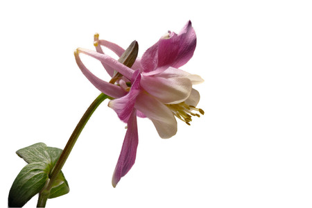 Columbine (Aquilegia) isolated on a white background.の写真素材