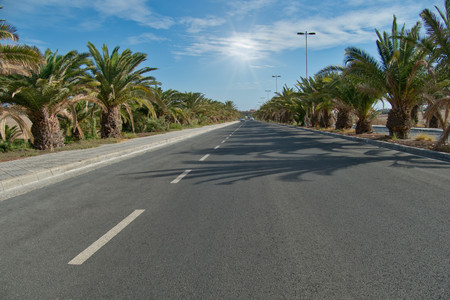 Road with trees in maspalomas, gran canariaの写真素材