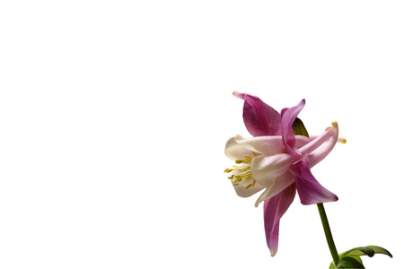 Columbine - Aquilegia - with white background, right, smallの写真素材