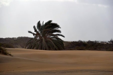 Dunas de Maspalomas - Gran Canaria at stormの写真素材