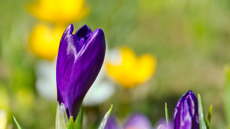 Crocus flower