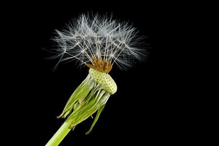 Dandelion almost fadedの写真素材