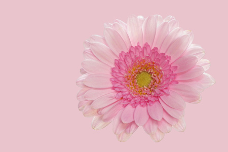 Pink gerbera on pink background - big - right sideの写真素材