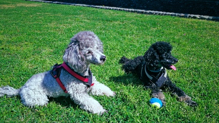 Two dwarf poodles playing with a ballの写真素材