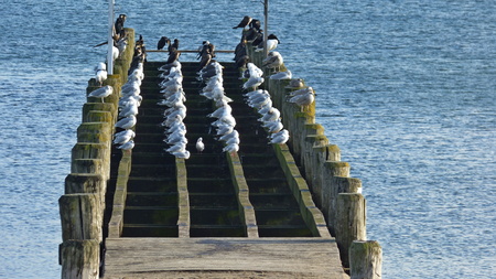 Wooden footbridge on which many birds sit in several rows, close upの写真素材