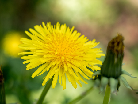 Dandelion - free standing - macro - bud in foreground - on multicolored background