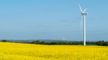 A blooming rape field and a large windmill