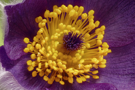 purple cow or kitchen bell - Pulsatillar - Part cutout of the flower center, macroの写真素材