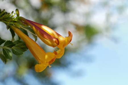 Orange-yellow blossom - Tecoma capensis - in the foreground - close upの写真素材