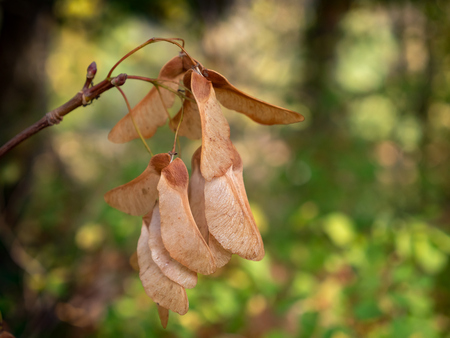 Winged nut fruit of the mountain maple - Acer pseudoplatanus - maple treeの写真素材