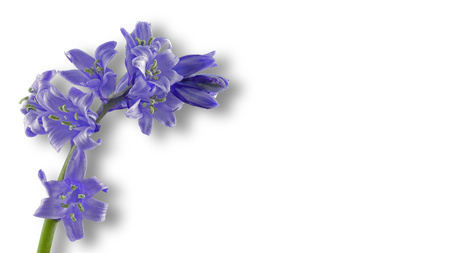 Blue bellflower released on white background, free space for text, no peopleの写真素材