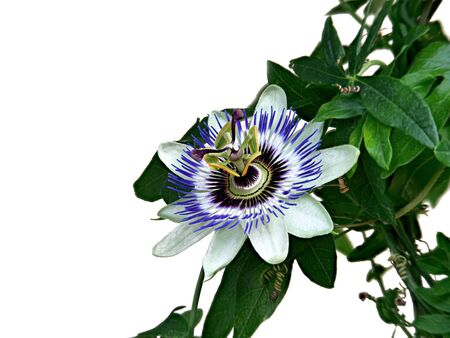 Blue passionflower, Passiflora caerulea, home is northern Argentina and southern Brazil.の写真素材