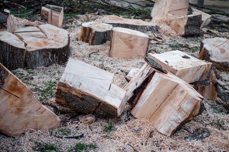Parts of a sawn tree trunk, unsorted with a lot of sawdust.