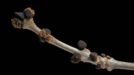 Branch with buds of an ash tree (Fraxinus excelsior)(Esche)