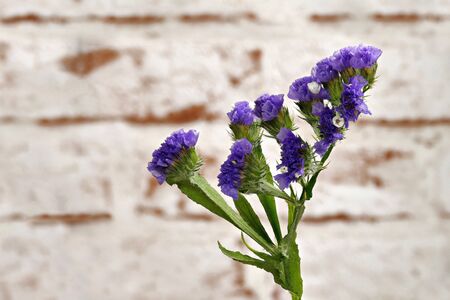 Close-up of a Blue Sting, Winged Beach Lilac, (Limonium sinuatum) Blue Chinese, in front of a light brick wallの写真素材