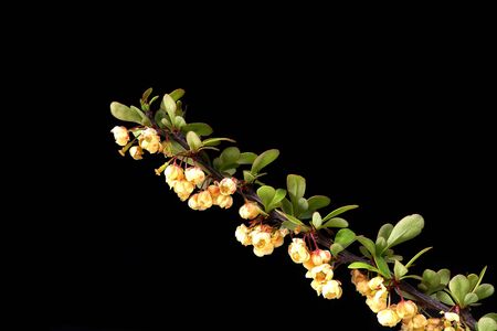 Common barberry (Berberis vulgaris), sour buckthorn, vinegar berry. Often used as a thorn hedge.の写真素材