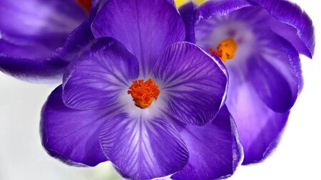 Close-up of a magnificent crocus flower purple Crocus speciosus.